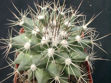 Mammillaria melanocentra