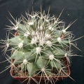 Mammillaria melanocentra