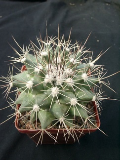 Mammillaria melanocentra