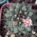 Mammillaria melanocentra2