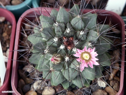 Mammillaria melanocentra2