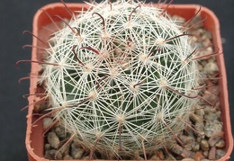Mammillaria meridiorosei SB668