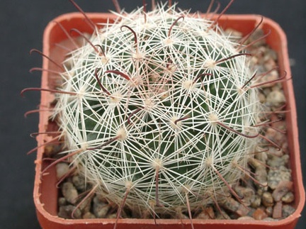 Mammillaria meridiorosei SB668