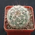 Mammillaria meridiorosei SB668