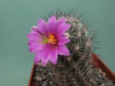 Mammillaria microcarpa Rigum
