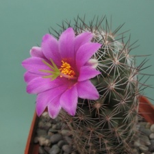 Mammillaria microcarpa Rigum
