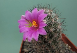 Mammillaria microcarpa Rigum