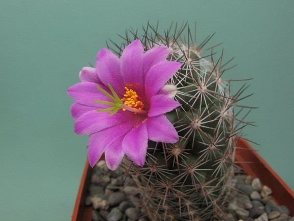 Mammillaria microcarpa Rigum