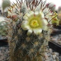 Mammillaria microhelia DA