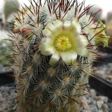 Mammillaria microhelia DA