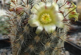 Mammillaria microhelia DA