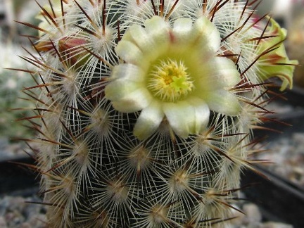 Mammillaria microhelia DA