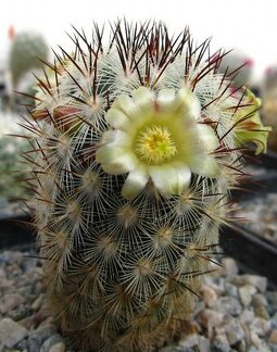 Mammillaria microhelia DA