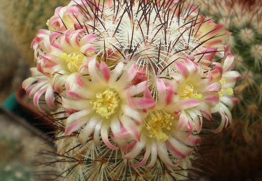 Mammillaria microhelia FG Tit