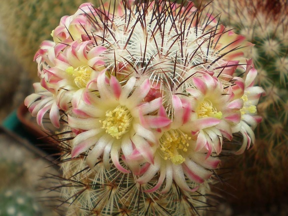 Mammillaria microhelia FG Tit