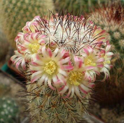 Mammillaria microhelia FG Tit