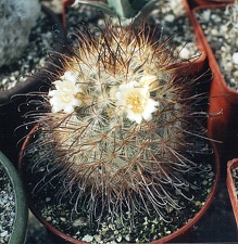 Mammillaria moelleriana