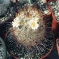 Mammillaria moelleriana