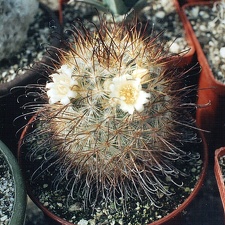 Mammillaria moelleriana