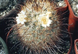 Mammillaria moelleriana