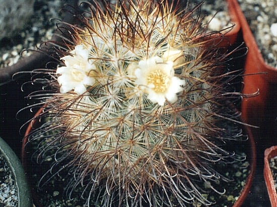 Mammillaria moelleriana