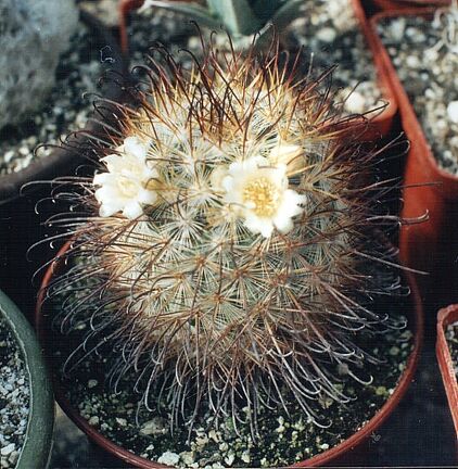 Mammillaria moelleriana