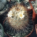 Mammillaria moelleriana