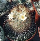 Mammillaria moelleriana