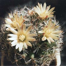 Mammillaria nana