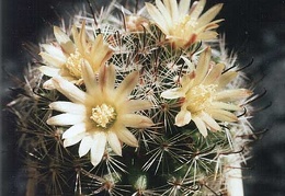 Mammillaria nana