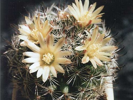 Mammillaria nana