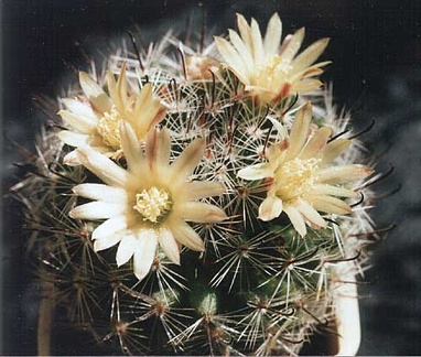 Mammillaria nana