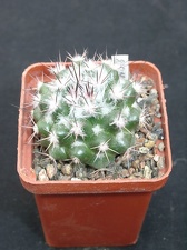 Mammillaria neoschwarziana SB837