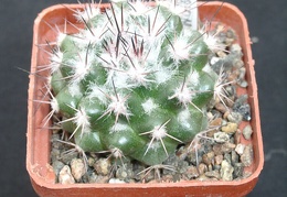 Mammillaria neoschwarziana SB837