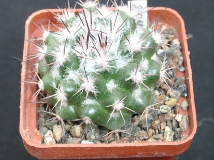 Mammillaria neoschwarziana SB837