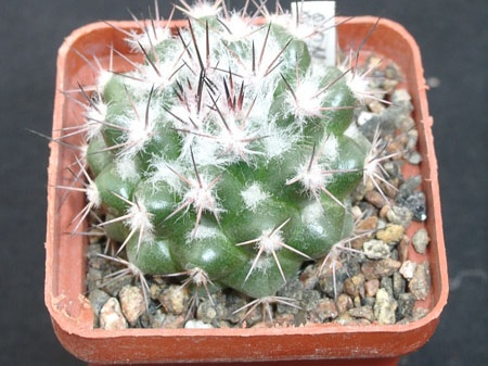 Mammillaria neoschwarziana SB837
