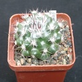 Mammillaria neoschwarziana SB837