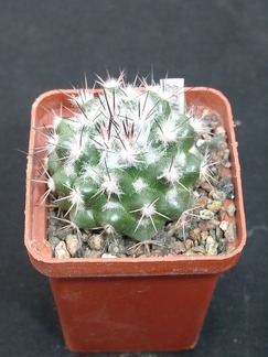 Mammillaria neoschwarziana SB837