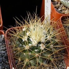 Mammillaria nivosa