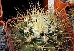 Mammillaria nivosa
