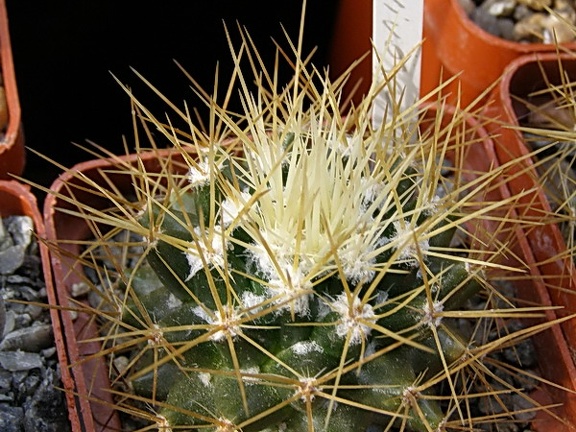 Mammillaria nivosa