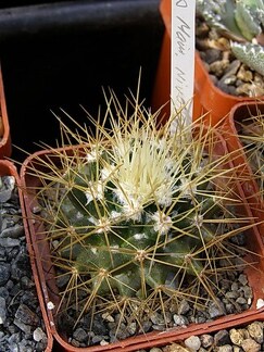 Mammillaria nivosa