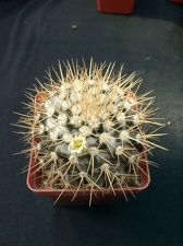 Mammillaria nivoza