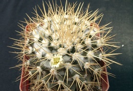 Mammillaria nivoza