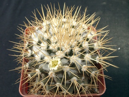 Mammillaria nivoza