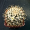 Mammillaria nivoza
