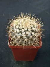 Mammillaria nivozar