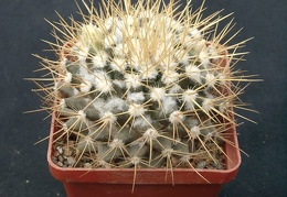 Mammillaria nivozar