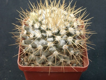 Mammillaria nivozar