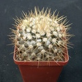 Mammillaria nivozar